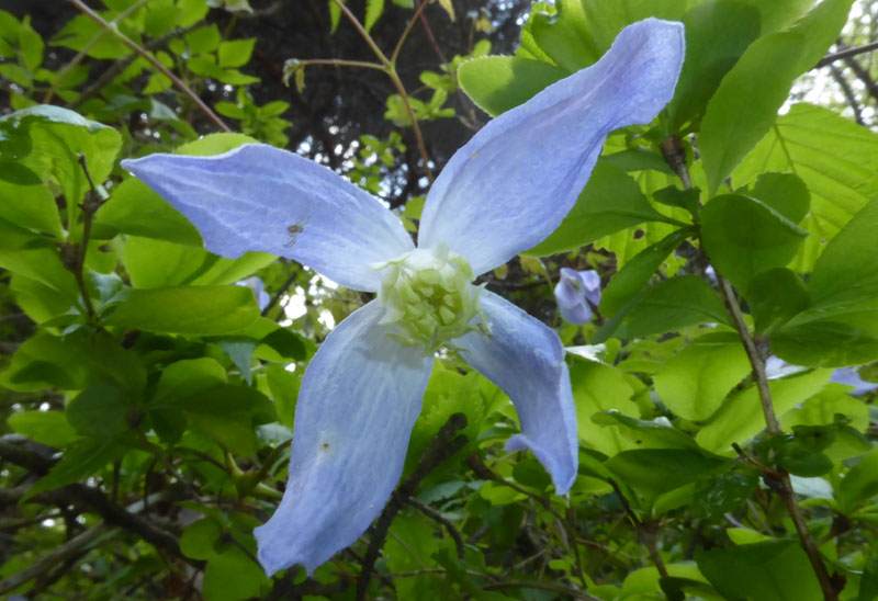 Clematis alpina - Ranunculaceae